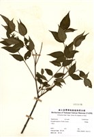 藏品(野鴉椿)的圖片